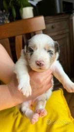 Pastore Australiano con pedigree