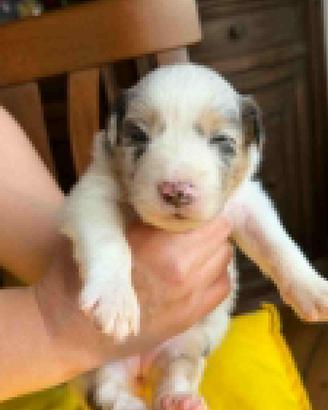 Pastore Australiano con pedigree