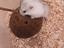 Immagine 6
