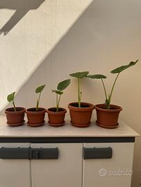 Alocasia  orecchie d’elefante musa
