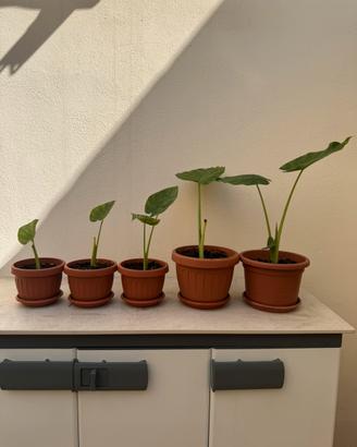 Alocasia  orecchie d’elefante musa