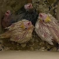 Calopsite da imbecco