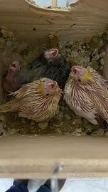 Calopsite da imbecco