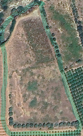 Terreno agricolo con ulivi