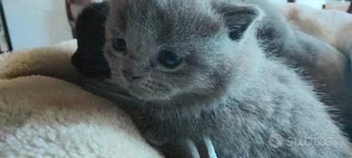 Gattini Scottish di alta genealogia con Pedigree
