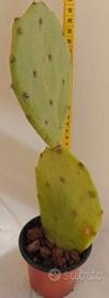 Fico d' india.cactus . piante