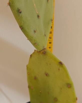 Fico d' india.cactus . piante
