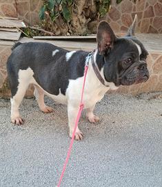 Bulldog Francese