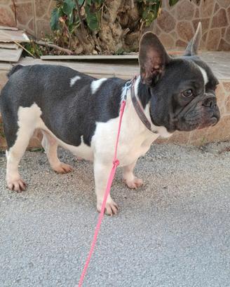 Bulldog Francese