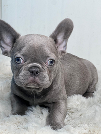 Bulldog francese femmina