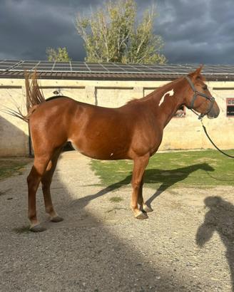 Cavalla Paint