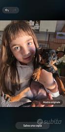 Pinscher toy