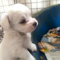 Maltesi cuccioli toy