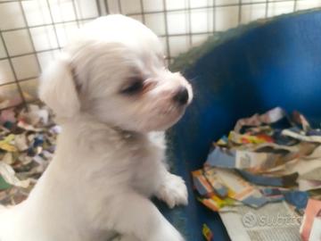 Maltesi cuccioli toy