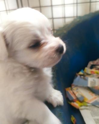 Maltesi cuccioli toy