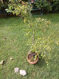 Pre bonsai prugno 