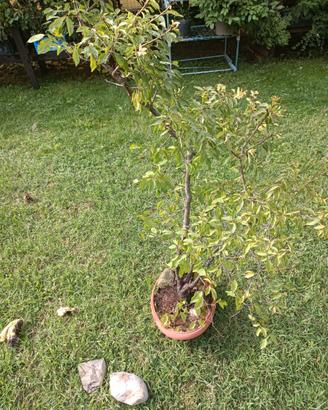Pre bonsai prugno 