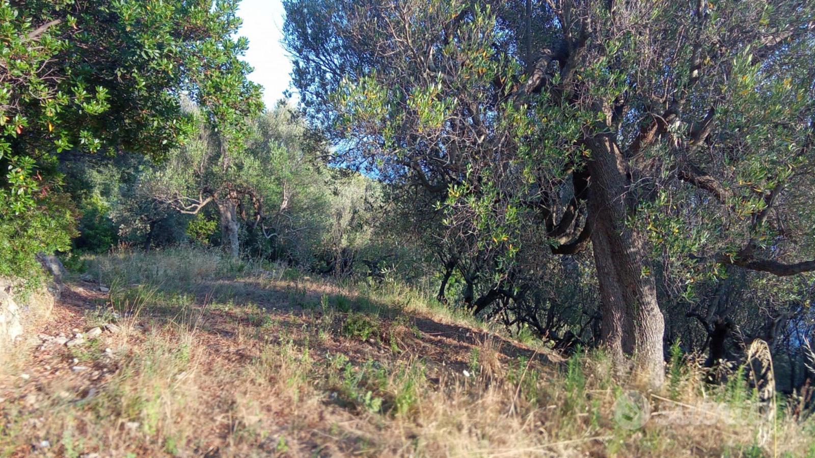 Terreno di quasi un ettaro panoramico cn ruderino - Vista 5