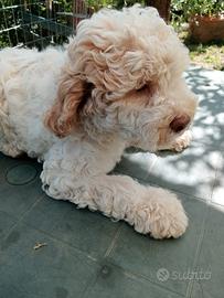 Lagotto cuccioli Pedigree anche avviati al tartufo