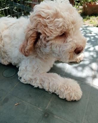 Lagotto cuccioli Pedigree anche avviati al tartufo