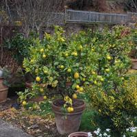 Piante di limone