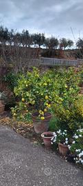 Piante di limone