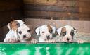 american-bulldog