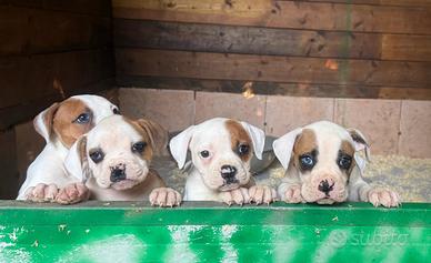 American bulldog