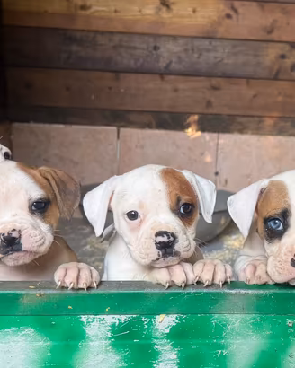 American bulldog