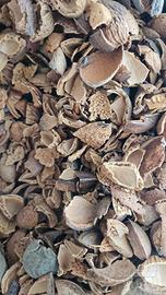 legna guscio di mandorla