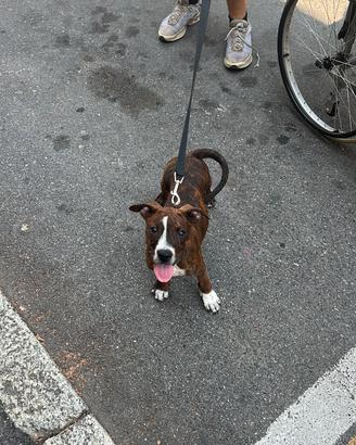 cane Amstaff cucciola con urgenza per cambiocasa 