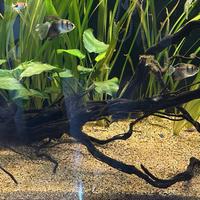 Radice per acquario piu anubias gigantea