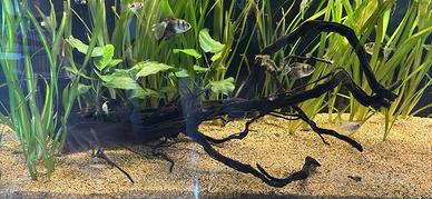 Radice per acquario piu anubias gigantea