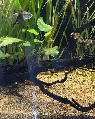Radice per acquario piu anubias gigantea