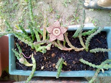 Talee di Stapelia variegata con radici
