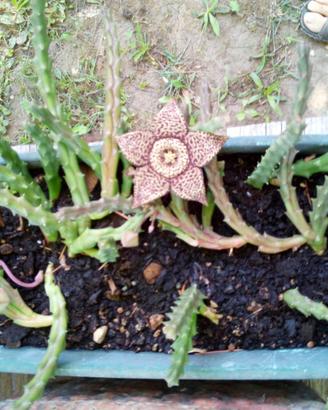 Talee di Stapelia variegata con radici