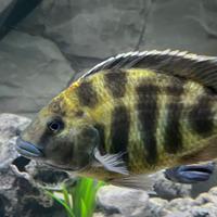 Venustus pesca giraffa