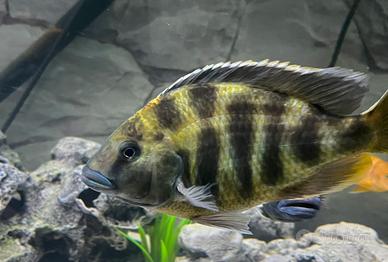 Venustus pesca giraffa