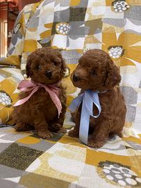 Cuccioli barboncino toy red