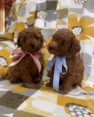 Cuccioli barboncino toy red