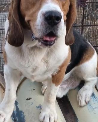 Beagle