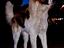 Immagine 4