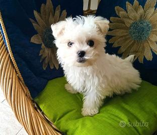 Maltesi toy mini
