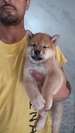 Cucciolo di Shiba Inu con pedigree ENCI