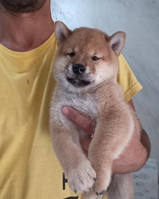 Cucciolo di Shiba Inu con pedigree ENCI