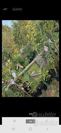 rose rampicanti 