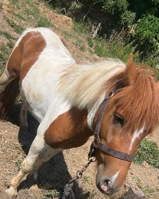 Pony maschio