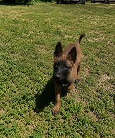 Cuccioli pastore belga malinois