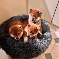 Shiba inu cuccioli con pedigree