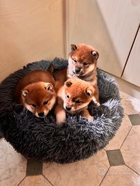 Shiba inu cuccioli con pedigree
